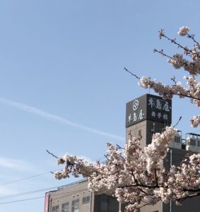 牛島屋舞夢館 の周りも桜が満開！